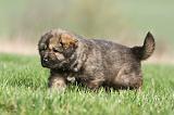 DOGUE DU TIBET 272